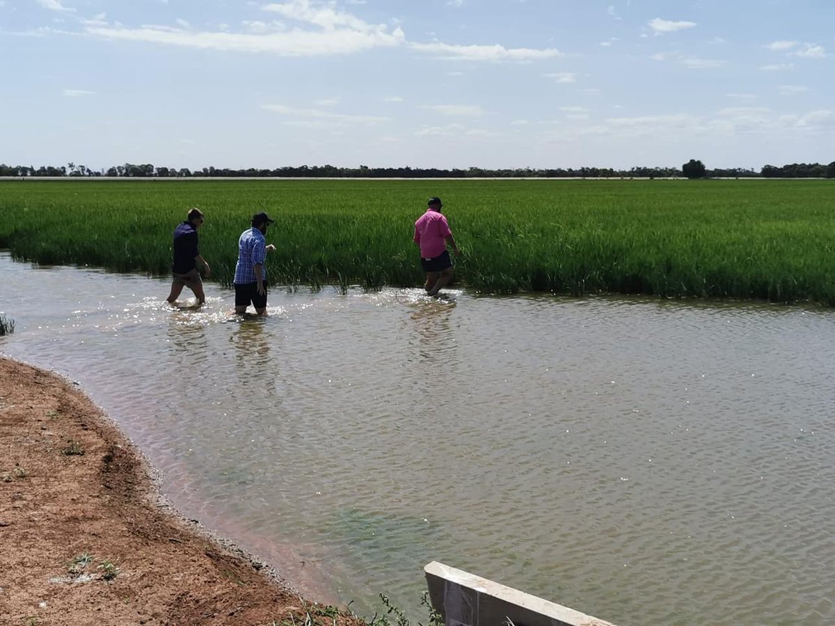 Howelly_Agro's tweet photo. #GGLP day 2: media training, rice and cotton farming at IREC and SunRice, GrainGrowers dinner in Griffith with some local farmers 👨🌾🌾 pick the Agro - straight into the paddock to look 😂🤷🏼♂️ @GrainGrowersLtd https://t.co/RReIhyquAC