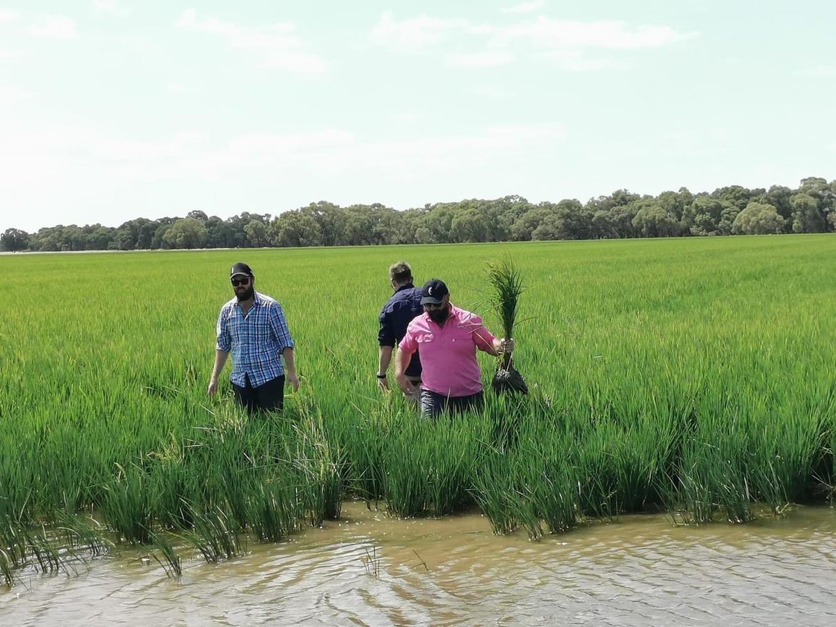 Howelly_Agro's tweet photo. #GGLP day 2: media training, rice and cotton farming at IREC and SunRice, GrainGrowers dinner in Griffith with some local farmers 👨🌾🌾 pick the Agro - straight into the paddock to look 😂🤷🏼♂️ @GrainGrowersLtd https://t.co/RReIhyquAC