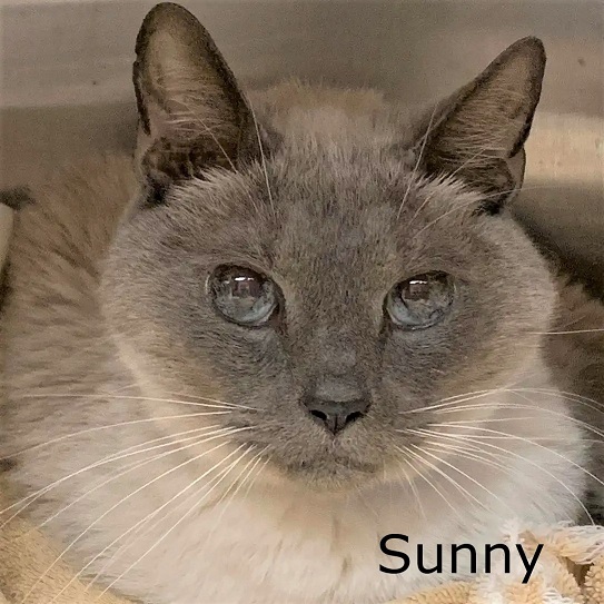 sachikoko's tweet photo. 🆘URGENT🆘SENIOR ALERT🆘
💙SWEET 15YO #SENIOR LILAC PT. #SIAMESE KITTY "SUNNY"💙
😿💔DUMPED BY OWNER
📣NEEDS #ADOPTION OR #RESCUE ASAP!🚙
💠ID 642732 Cage 602 https://t.co/uAmTMn0Zdg
🙏🏾#ADOPT #PLEDGE #SAVEALIFE #AdoptDontShop
#MARIETTA #GA @cobbkitties #CAT #CatsofTwitter https://t.co/CfWa3WpTEf