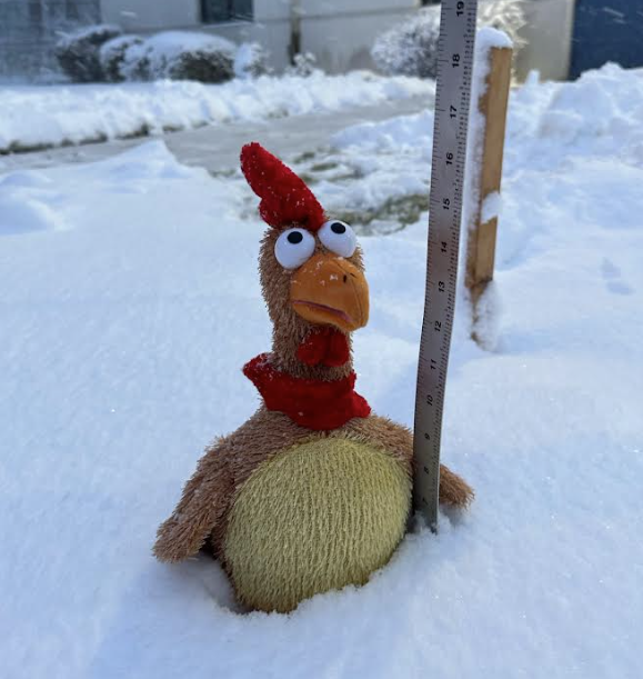 550pm:  Larry Chicken says we're getting up close to a half a foot of snow here in #Parkrose (NE Portland).  Officially 5.3 inches so far, but accumulating fast.

#orwx #wawx #pdxtst