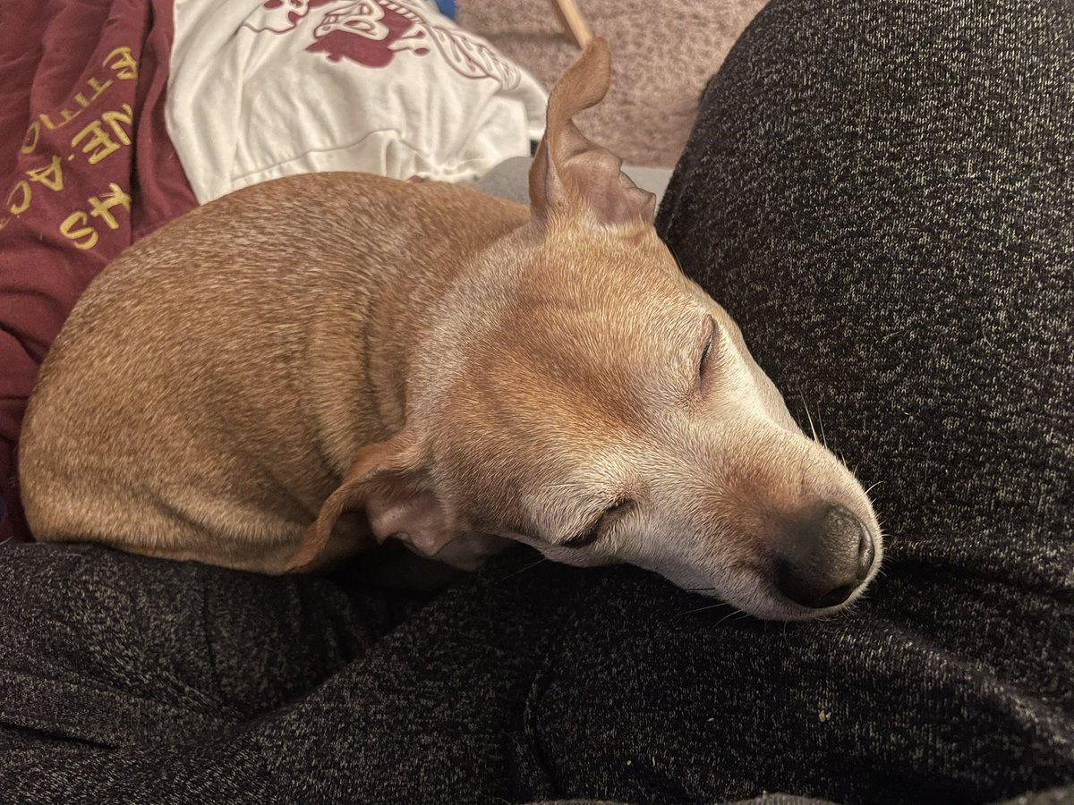 BentleyChiweeni's tweet photo. @bunsenbernerbmd “Employee has episodes of snapping and barking at his neighbor [cubicles], tends to follow people around, and fall asleep on the job…” https://t.co/XdSjnP45Kb