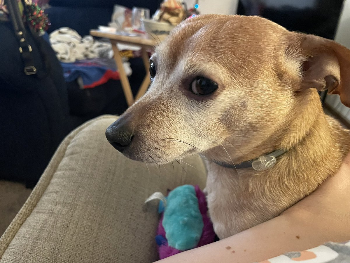 BentleyChiweeni's tweet photo. @bunsenbernerbmd “Employee has episodes of snapping and barking at his neighbor [cubicles], tends to follow people around, and fall asleep on the job…” https://t.co/XdSjnP45Kb