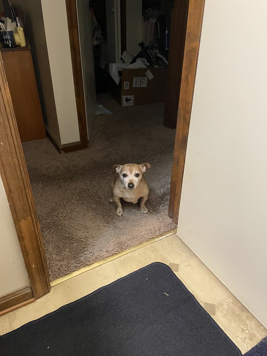 BentleyChiweeni's tweet photo. @bunsenbernerbmd “Employee has episodes of snapping and barking at his neighbor [cubicles], tends to follow people around, and fall asleep on the job…” https://t.co/XdSjnP45Kb