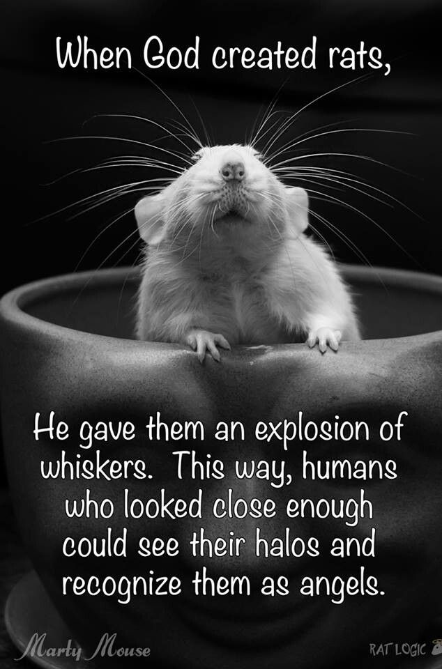 preferredpestoc's tweet photo. When God created rats, he gave them an explosion of whiskers. This way, humans who looked close enough could see their halos and recognize them as angels.     via: https://t.co/IYqbhU8YxP https://t.co/wUTBpLa5PV