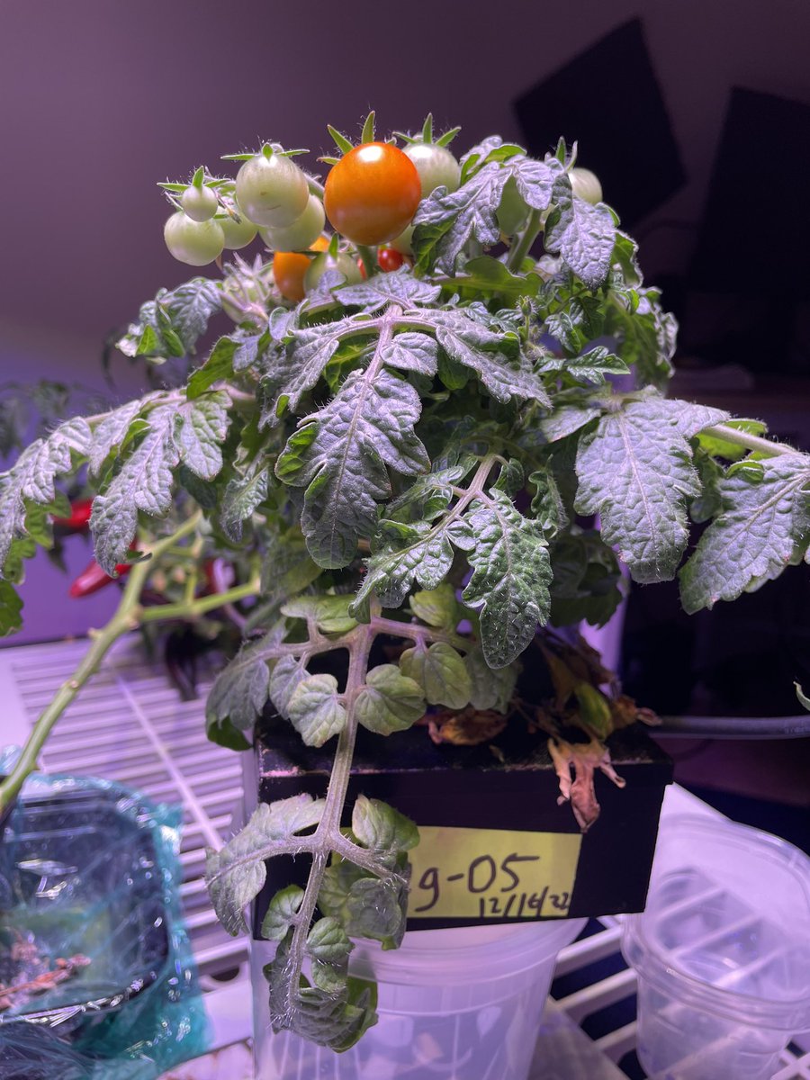 It’s fun to Grow crops in your living room!! 🍅🌶️🍅🌶️🌱#controlledenvironmentag #spacebiology #veg05 #ph04