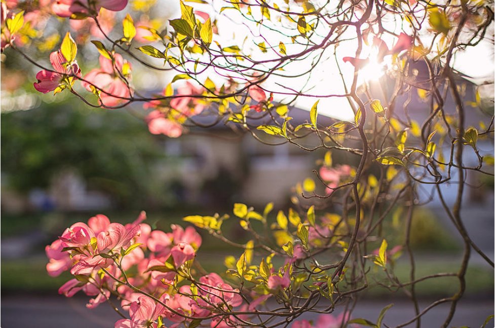 KunalMehraPhoto's tweet photo. And they blossomed,
despite wind, snow and rain.
They greeted the earth and the sunshine
and here they are, reminding you of the buds within you, that are waiting to blossom.
#DogwoodBlossoms #PortlandSpring #SpringBlossoms #poetrylovers
https://t.co/Atx33pU9AU https://t.co/hJMQVycldM