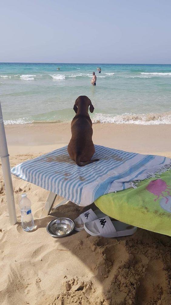 DiloConPerritos's tweet photo. Mentalmente aquí. https://t.co/QXWBa0MqXB