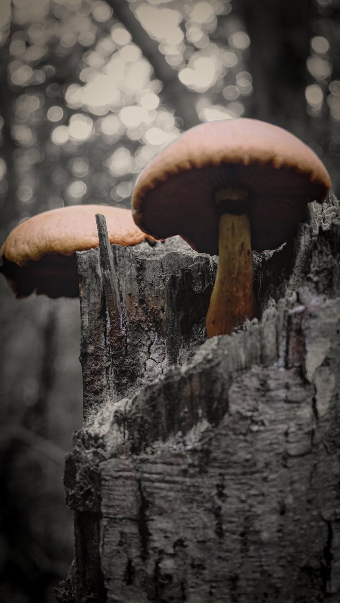 A fungus among us!

#mushrooms #mushroom #mushroomsociety #mushroomhunting #mushroomsofinstagram #mushroomspotting #mushroomlove #mushroomphotography #mushroomlover #mushroomhead #mushroomsauce #mushroomsoup #mushroomkingdom #mushroomhunter #mushroomart #mushroommagazine
