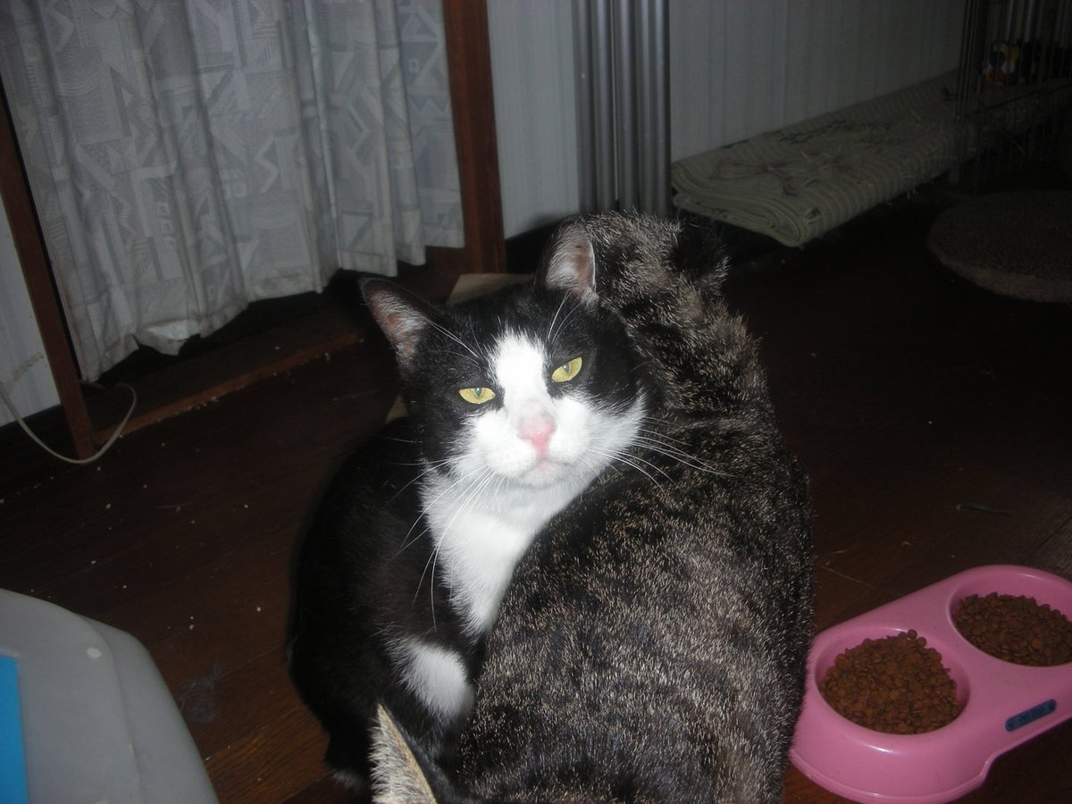 婆さん家で飼われてた姪のにゃんこ1+1。
婆さんが亡くなった後は猫は近所の人がずっと世話してくれてるらしい。
ついでにネコシャロン。🐱

#猫の日 