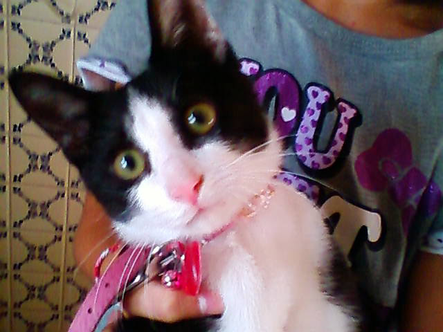 婆さん家で飼われてた姪のにゃんこ1+1。
婆さんが亡くなった後は猫は近所の人がずっと世話してくれてるらしい。
ついでにネコシャロン。🐱

#猫の日 