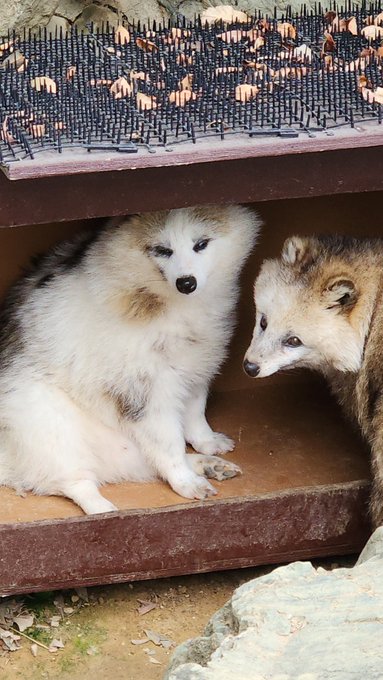 そしてブチポンくん😊 
