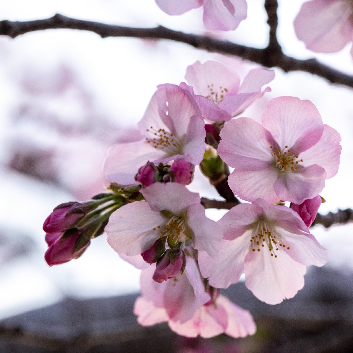CherryBlossFest's tweet photo. The announcement everyone has been waiting for is ALMOST here! 🌸

On March 1 the @NatlParkService will announce the predicted peak bloom dates at the Festival press conference! 🎥

Subscribe to be the first to find out prediction dates!⤵️
https://t.co/I0zy8MFgEE https://t.co/ekfvCSOQlW