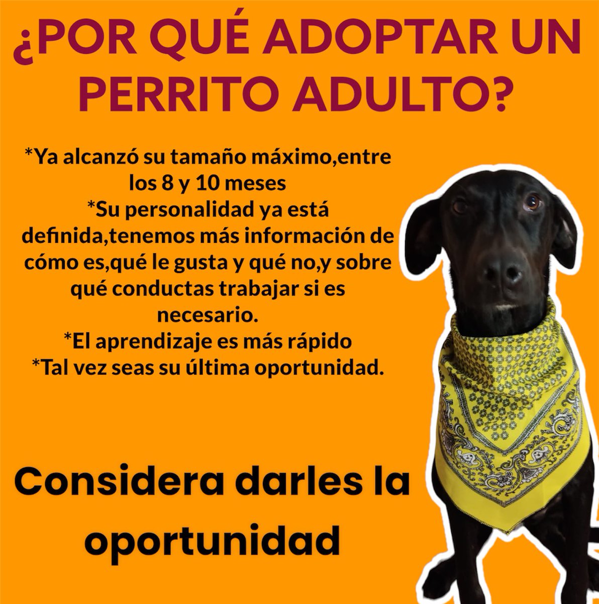 HELA_MORE's tweet photo. Hay muchísimos perritos adultos que están esperando ser adoptados,no los ignores y dales la oportunidad.
Zoé sigue en adopción 🤍🐶🐾
#CDMX #AdoptaUnÁngel https://t.co/sHdOgUdhpB