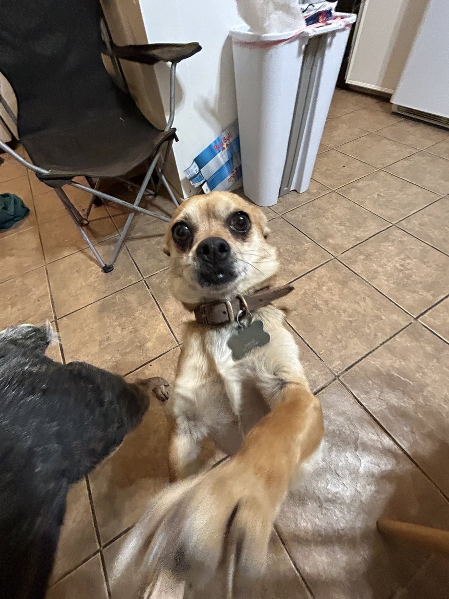 dnwals's tweet photo. a gremlin https://t.co/cTZOGhFVMu