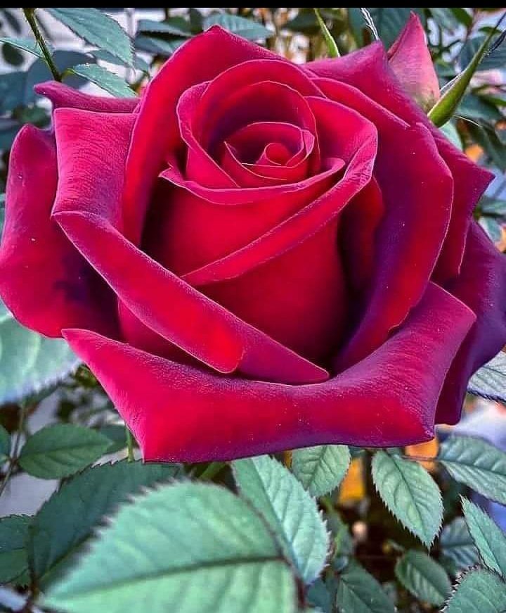 Gloriamtz29's tweet photo. https://t.co/42ituOIGSD