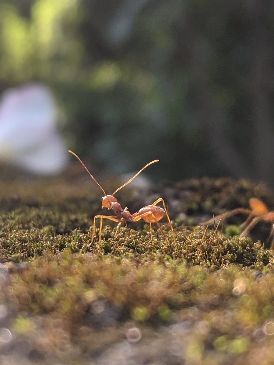 samarthrajms's tweet image. Way to photograph one hard lil worker. 🐜

 #ShotonPhone #TeamPixel @googlepixel @googleindia @madebygoogle #OutOfPhone #phoneclicks #phoneclick #phonephotography #mobilephotography #mobileclick #mobileclicks #sea #beach #waves #landscape #kerala #kollam