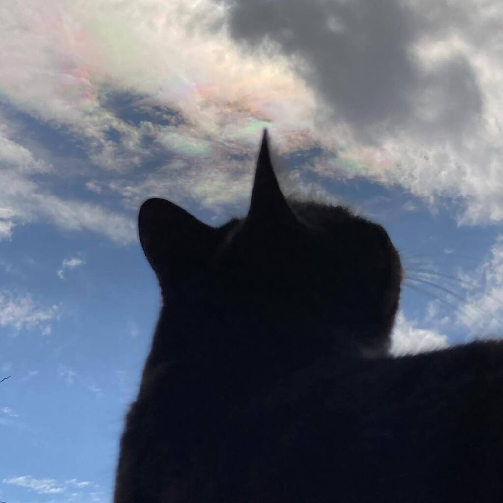 taecomw's tweet photo. にゃんと彩雲🌈
あたし的に奇跡的なの撮れた〜🐈⬛
#cat #tabi #nyanstagram
#glowingcloud #彩雲 #天気の図鑑
#たびちゃん #保護猫 #5歳
#うちの猫 #にゃんすたぐらむ https://t.co/as3l6NVvWG