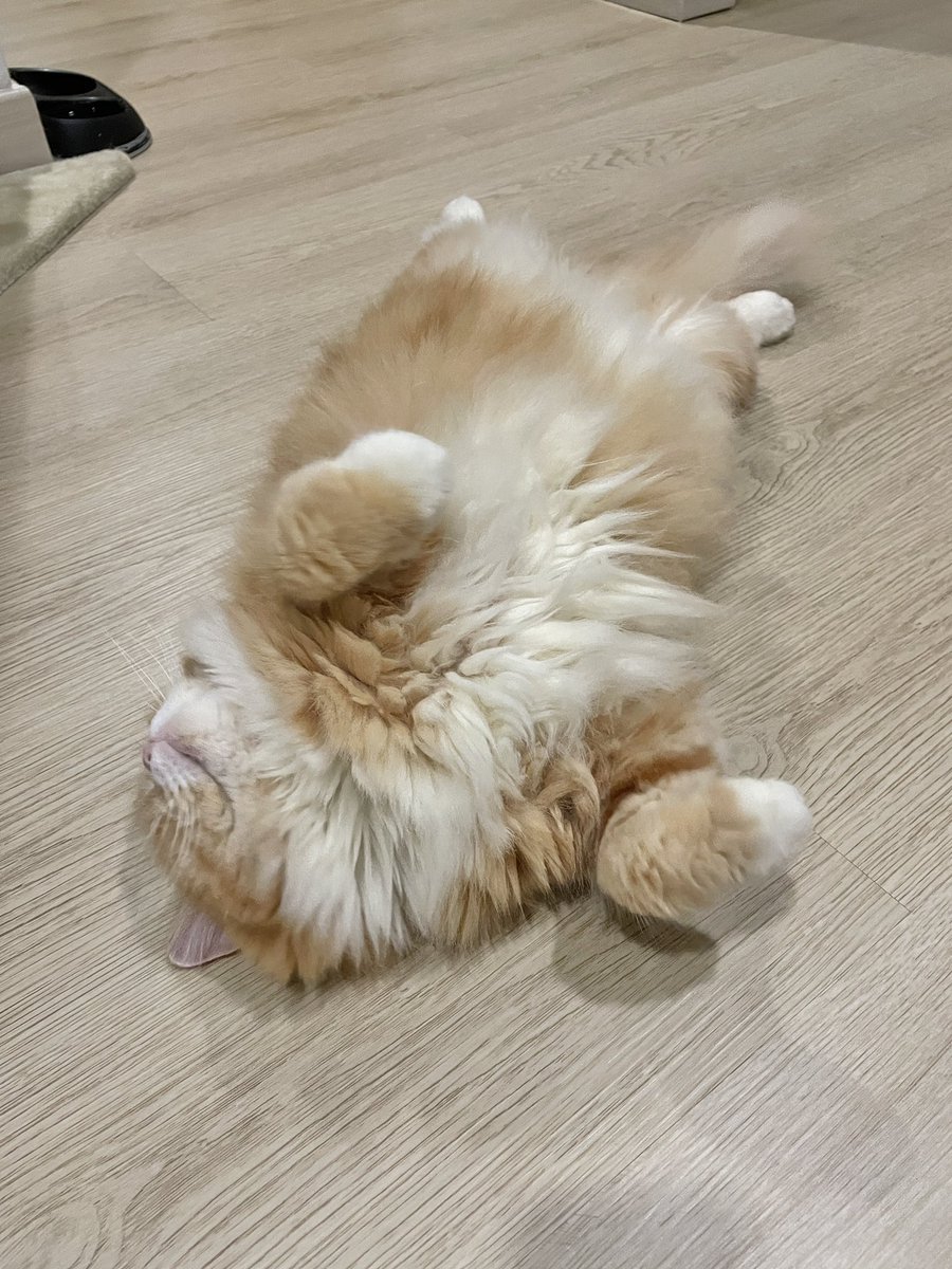 mametmilky's tweet photo. Sedang merajuk minta tambahan porsi dry food 😅 https://t.co/M5xYab9J0u