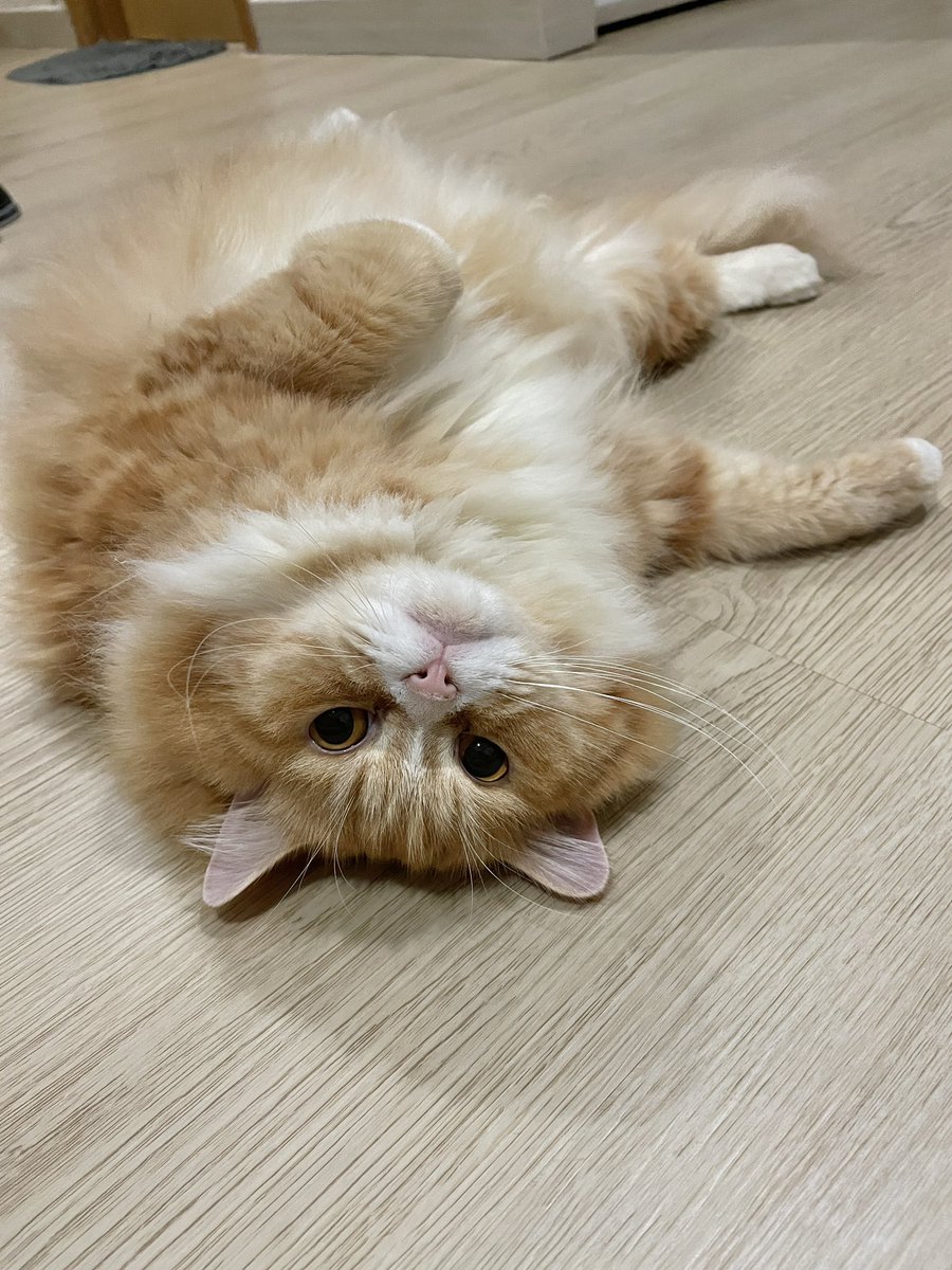 mametmilky's tweet photo. Sedang merajuk minta tambahan porsi dry food 😅 https://t.co/M5xYab9J0u