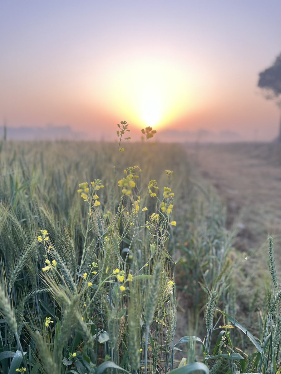 pdubey79's tweet photo. #mornings #sunrise #sarsokakhet #countryside #basgit #handia #prayagraj https://t.co/VY2ZO1r4Se