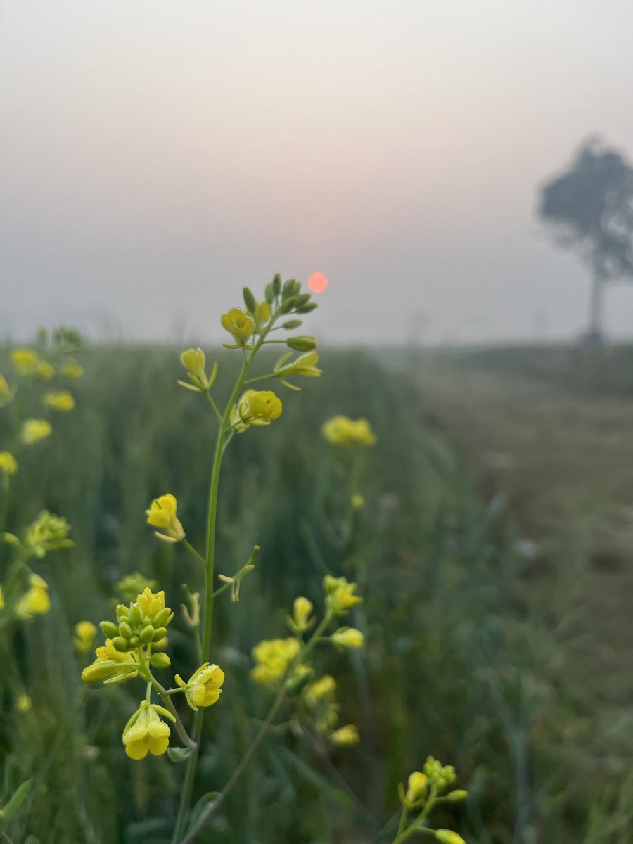 pdubey79's tweet photo. #mornings #sunrise #sarsokakhet #countryside #basgit #handia #prayagraj https://t.co/VY2ZO1r4Se
