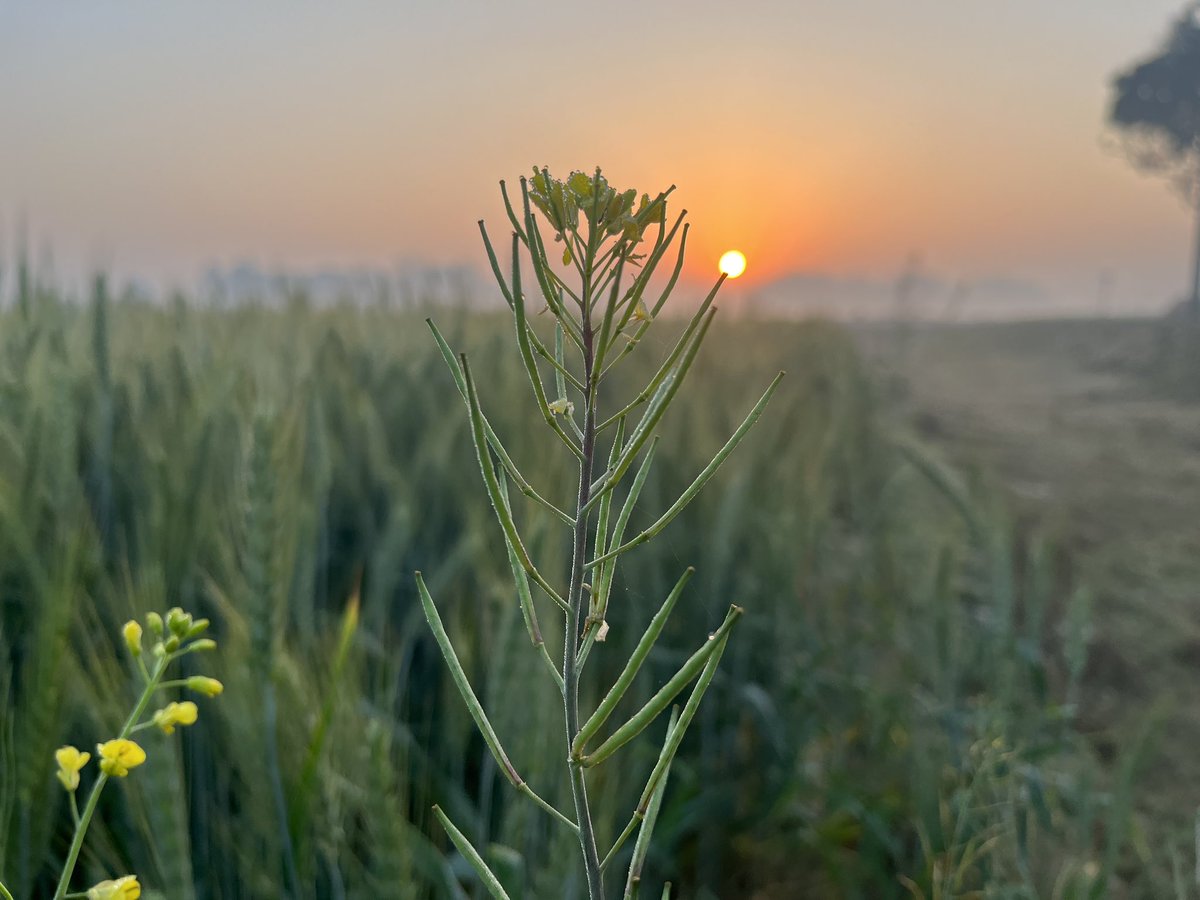 pdubey79's tweet photo. #mornings #sunrise #sarsokakhet #countryside #basgit #handia #prayagraj https://t.co/VY2ZO1r4Se