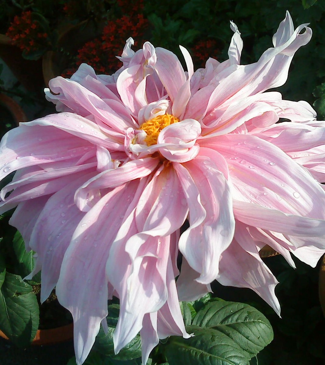 katranjeet's tweet image. Dahlias of Delhi (my 2010 pics) #dahlia #delhi #SpringinDelhi