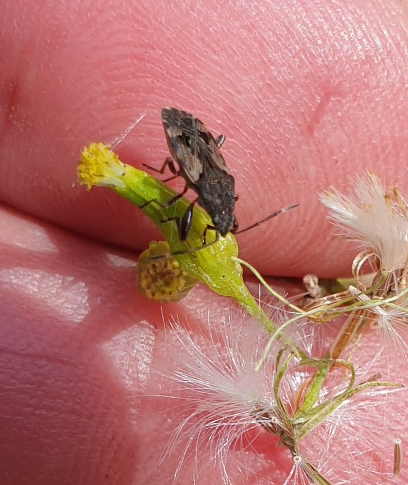 agvocate_au's tweet image. Taking photos of new things helps me learn.

Rhyparochromidae are a family of Dirt-colored seed bugs found across Australia

This may be Euander lacertosus "Strawberry Bug" seen on a native fireweed. 
Its recorded range is SE Australia.

#PathwaysProject 
#insects #Bugs
