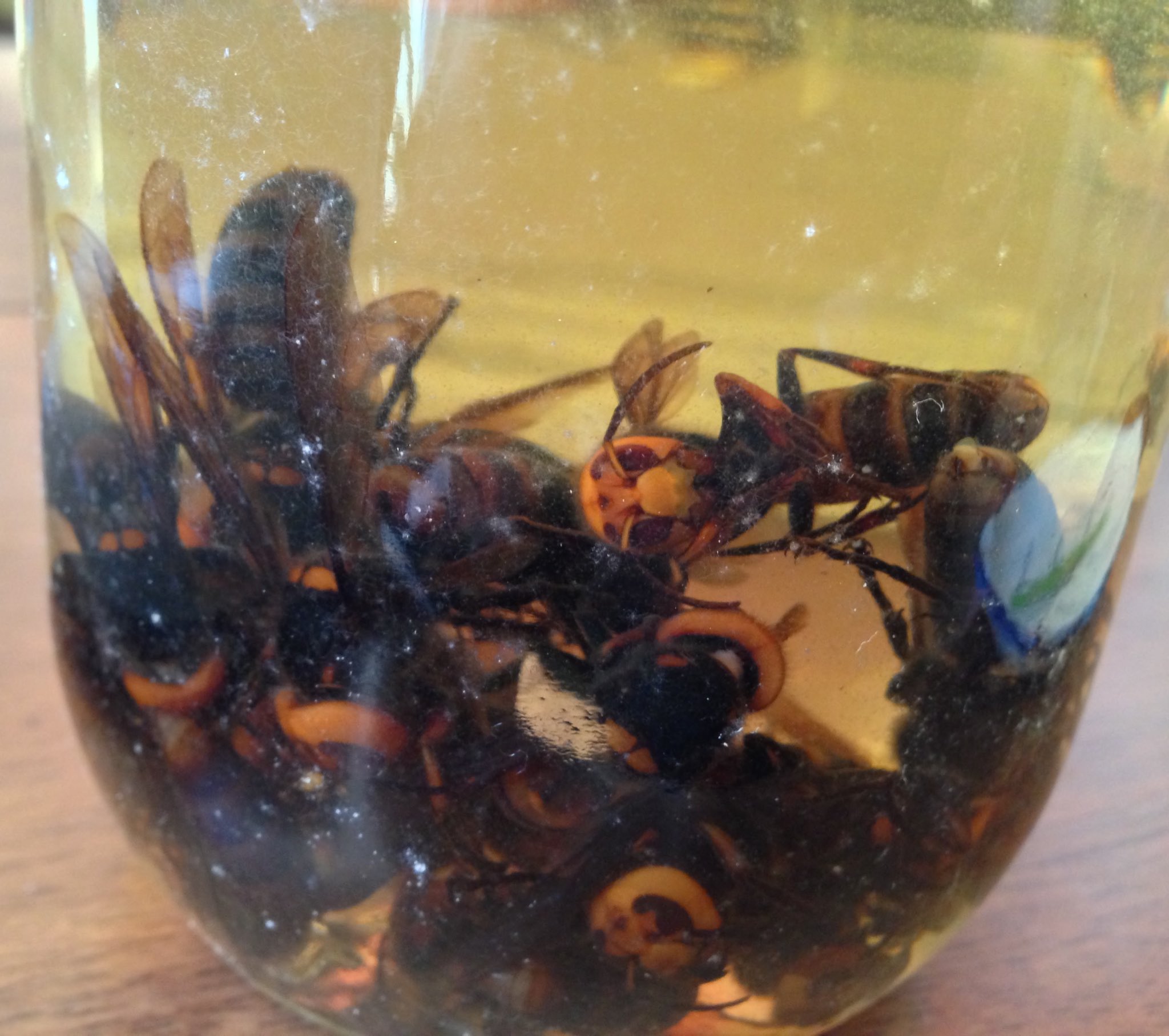 オオスズメバチ ウオッカ漬け 焼酎漬け 昆虫標本 30匹