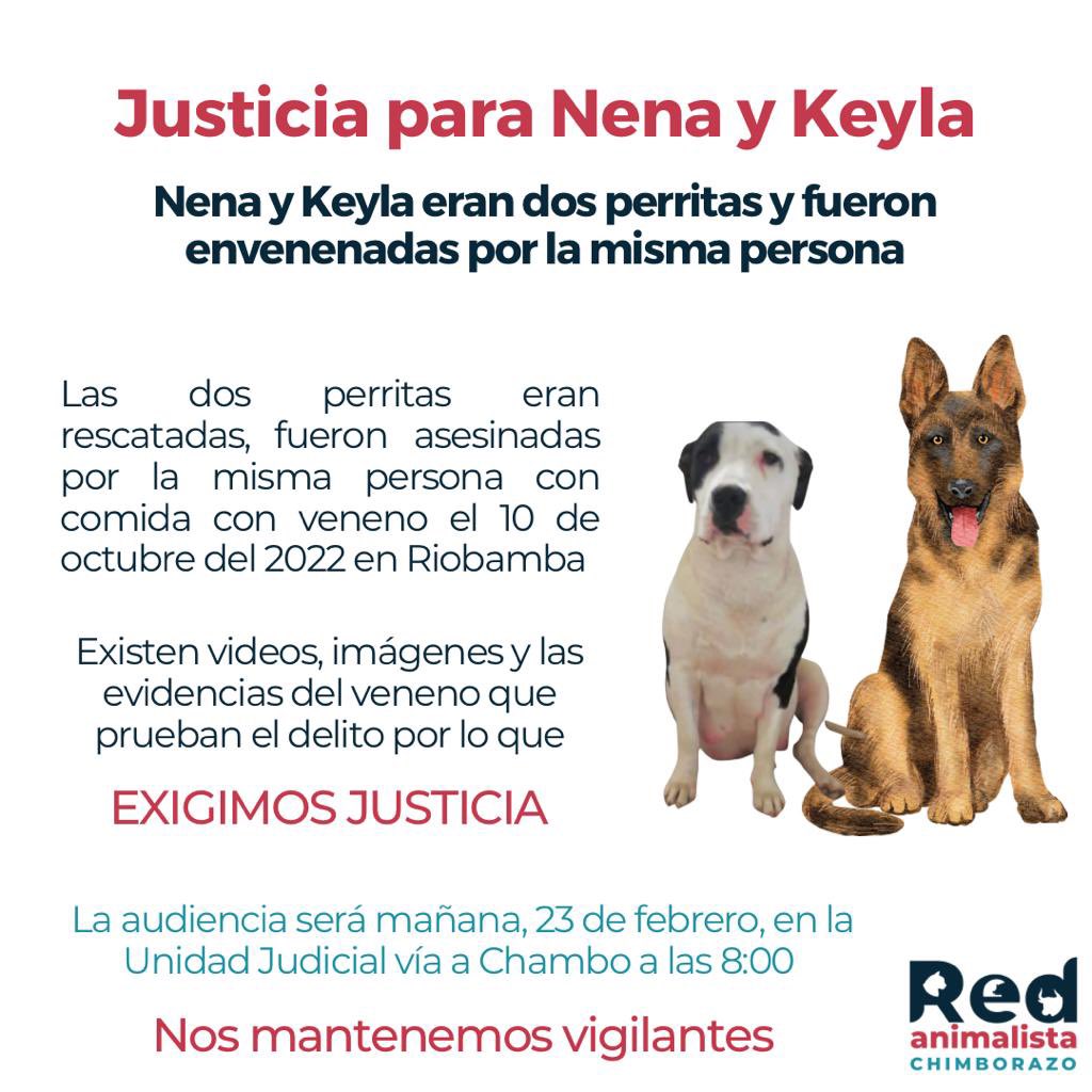RioCapitalAnima's tweet photo. Exigimos Justicia para Nena y Keyla, fueron cruelmente envenenadas y quien lo hizo debe pagar por ello.

Si no puedes asistir mañana, comparte! Que sepa la justicia que estamos vigilantes 💪🏻💪🏻

#JusticiaParaNenayKeyla #Riobamba https://t.co/bk7mGvGghE