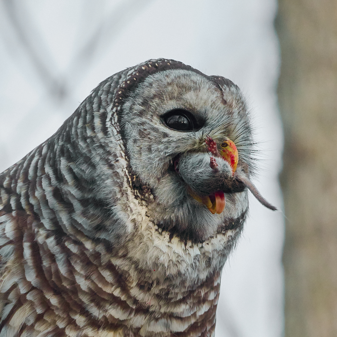 Is this the face of delight?

𝐁𝐚𝐫𝐫𝐞𝐝 𝐎𝐰𝐥 (𝑺𝒕𝒓𝒊𝒙 𝒗𝒂𝒓𝒊𝒂) and vole. 

#urbanwildlife #torontowildlife #owl #barredowl #raptors