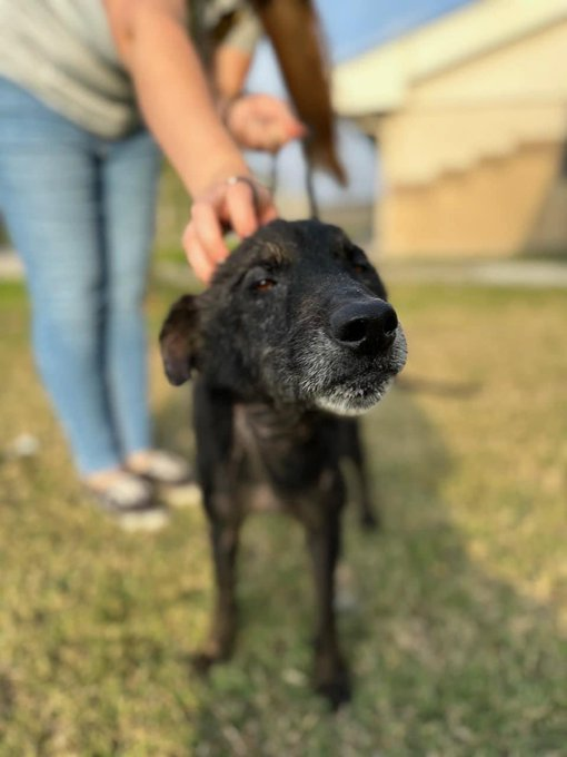 psychicwhisper3's tweet photo. 💔🐾ABBY💥🆘#A352790 #CorpusChristiTX
💔7 Yr Old (F) Lab/Ret Mix
She Has Severe Alopecia O/Body😩
This Poor Girl Must Be In So Much
Discomfort Medicated🛁s Needed
😩Extremely Underweight Good🥘
Needed. She Has Diarrhea #MedicalRESQ
⏰2/25 NOON☠️🙏#PLEDGE4RESQ INFO⬇️48HRS⛔️ https://t.co/RD8aqIOMlP