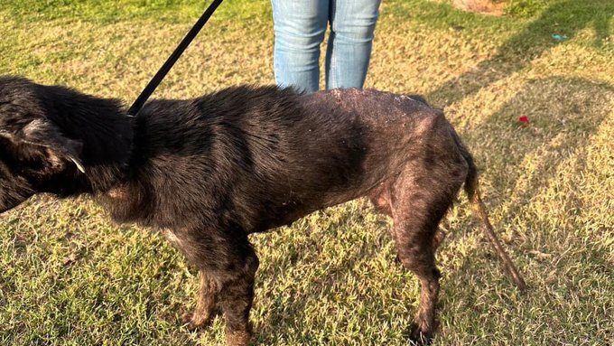 psychicwhisper3's tweet photo. 💔🐾ABBY💥🆘#A352790 #CorpusChristiTX
💔7 Yr Old (F) Lab/Ret Mix
She Has Severe Alopecia O/Body😩
This Poor Girl Must Be In So Much
Discomfort Medicated🛁s Needed
😩Extremely Underweight Good🥘
Needed. She Has Diarrhea #MedicalRESQ
⏰2/25 NOON☠️🙏#PLEDGE4RESQ INFO⬇️48HRS⛔️ https://t.co/RD8aqIOMlP