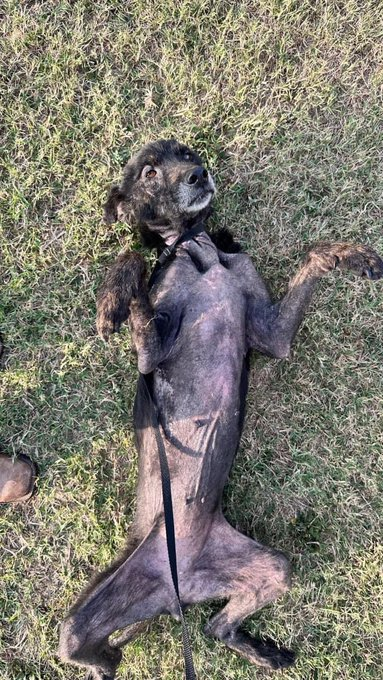 psychicwhisper3's tweet photo. 💔🐾ABBY💥🆘#A352790 #CorpusChristiTX
💔7 Yr Old (F) Lab/Ret Mix
She Has Severe Alopecia O/Body😩
This Poor Girl Must Be In So Much
Discomfort Medicated🛁s Needed
😩Extremely Underweight Good🥘
Needed. She Has Diarrhea #MedicalRESQ
⏰2/25 NOON☠️🙏#PLEDGE4RESQ INFO⬇️48HRS⛔️ https://t.co/RD8aqIOMlP