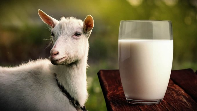 farmingmfs's tweet photo. "Goat milk called "amashunushunu" in Rwanda is the best milk to drink though we are not familiar. It reduces the cholesterol level in people with high blood cholesterol. People who are sensitive to lactose from cow milk can do goat milk, it is even easier to digest than cow milk" https://t.co/0N9aNNqy8i