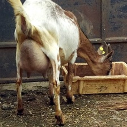 farmingmfs's tweet photo. "Goat milk called "amashunushunu" in Rwanda is the best milk to drink though we are not familiar. It reduces the cholesterol level in people with high blood cholesterol. People who are sensitive to lactose from cow milk can do goat milk, it is even easier to digest than cow milk" https://t.co/0N9aNNqy8i