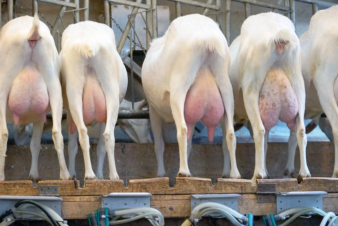 farmingmfs's tweet photo. "Goat milk called "amashunushunu" in Rwanda is the best milk to drink though we are not familiar. It reduces the cholesterol level in people with high blood cholesterol. People who are sensitive to lactose from cow milk can do goat milk, it is even easier to digest than cow milk" https://t.co/0N9aNNqy8i