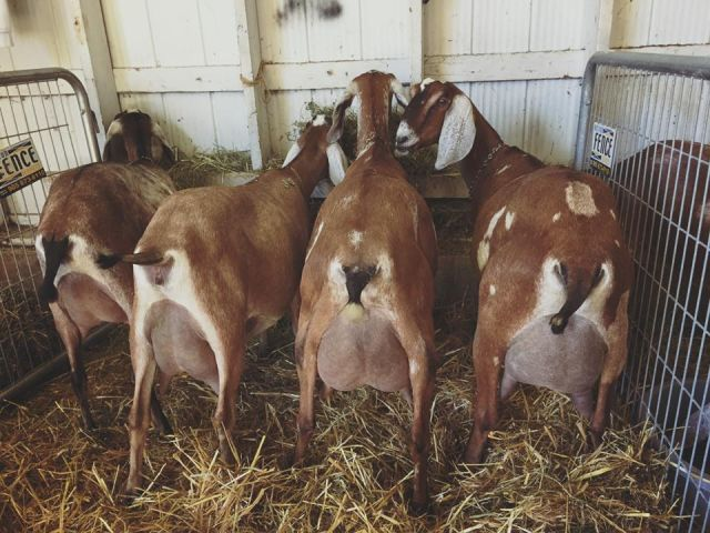 farmingmfs's tweet photo. "Goat milk called "amashunushunu" in Rwanda is the best milk to drink though we are not familiar. It reduces the cholesterol level in people with high blood cholesterol. People who are sensitive to lactose from cow milk can do goat milk, it is even easier to digest than cow milk" https://t.co/0N9aNNqy8i