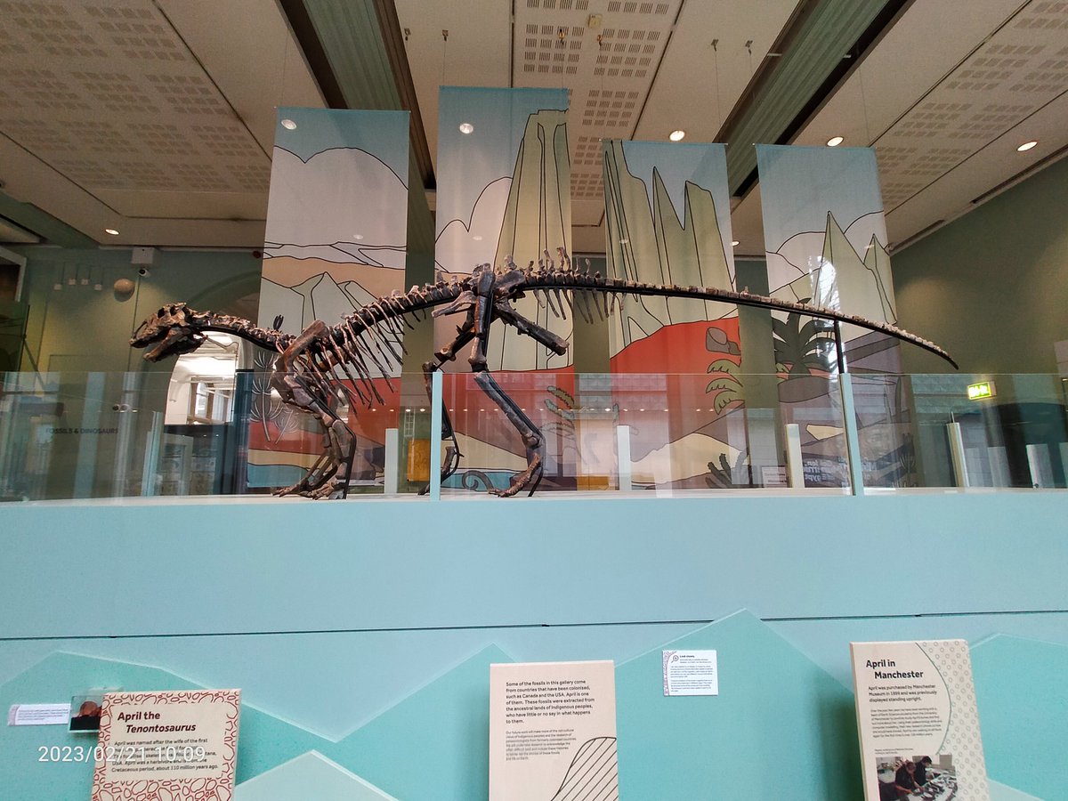 John Nudds (@lagerstattejohn) on Twitter photo Certainly good to see 'April' the Tenontosaurus back on display at Manchester Museum <a href="/McrMuseum/">Manchester Museum</a>, after deteriorating in the museum cellars for 20 years, but some concerns about the mounting. Certainly good to see 'April' the Tenontosaurus back on display at Manchester Museum <a href="/McrMuseum/">Manchester Museum</a>, after deteriorating in the museum cellars for 20 years, but some concerns about the mounting.
