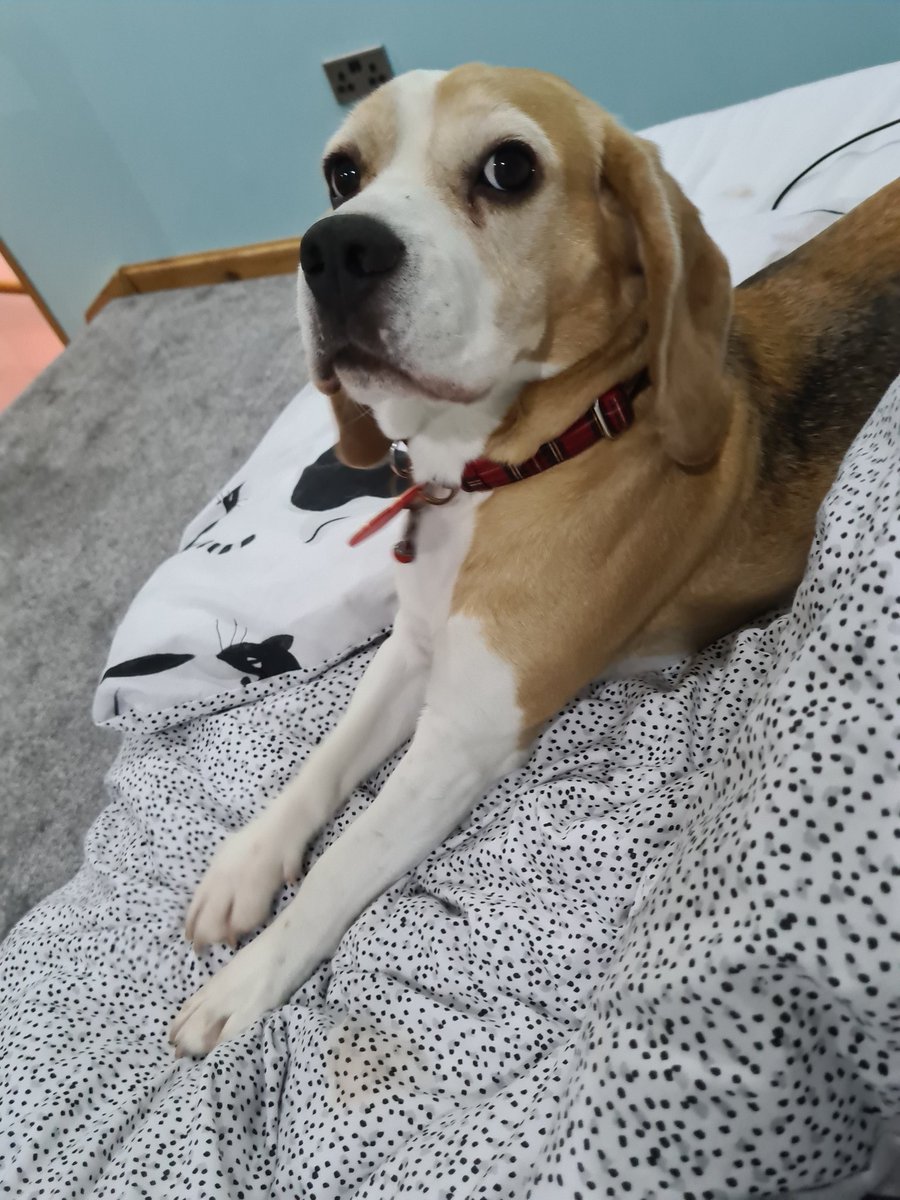 The OFMD NSFW Gallery 🔞 on Twitter "Why does my dog look like that