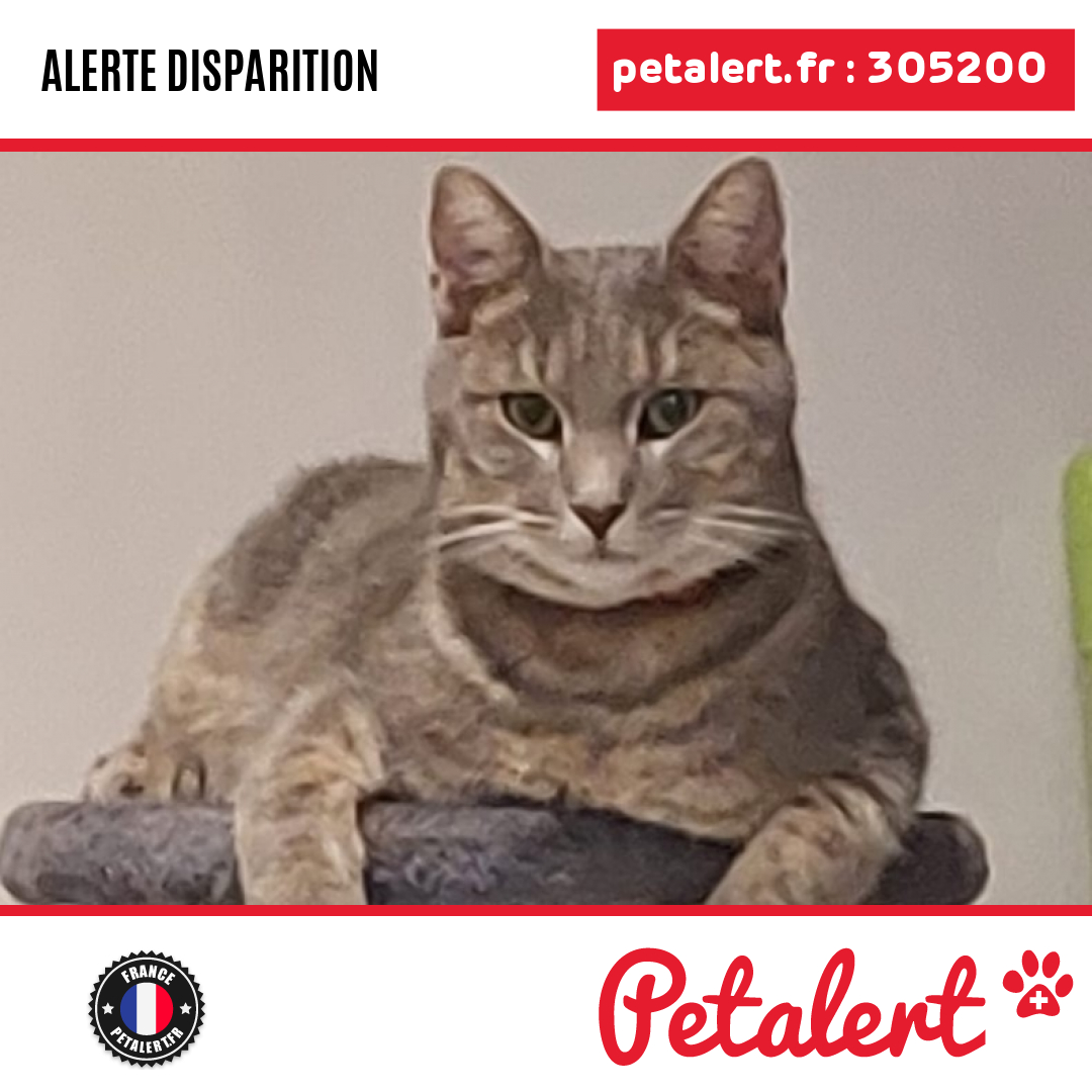 petalert_france's tweet photo. Disparu #Chat #Vaucluse #Vedene #Petalert  #PetAlert84 / https://t.co/6i1kwFSZ1s https://t.co/jIxI4q0R88
