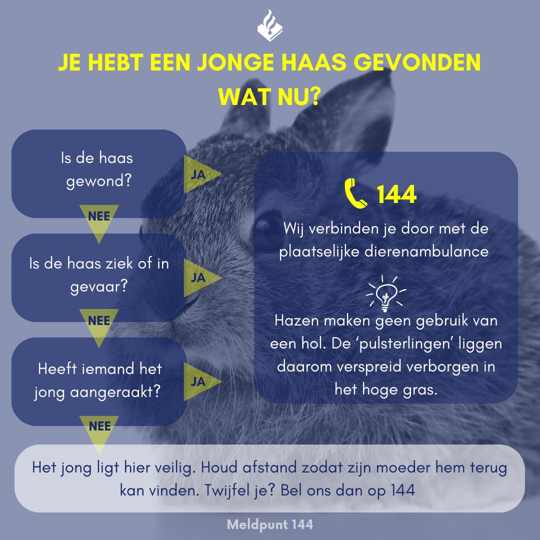 Een haasje alleen en moeder is nergens te zien. Super zielig.. of toch niet?

Zodra je een haasje aanraakt breng je de geur over op het dier waardoor het een makkelijke prooi wordt voor roofdieren. 
Blijf dus van het dier af en laat het met rust!

#Meldpunt144