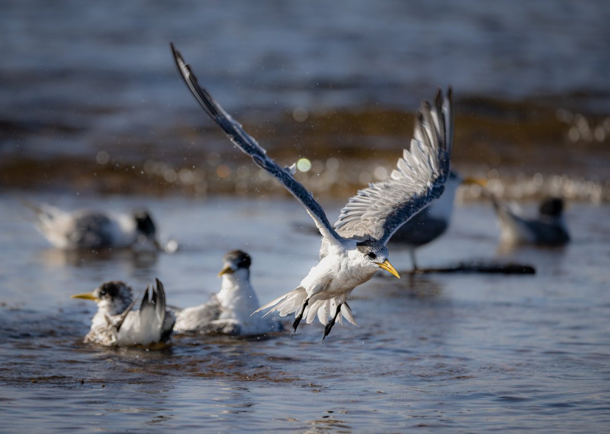 Greater crested Tern in Australia.  #FlyingFast #birds #birdphotography #birdwatching #birdwatchers #BirdUp #BirdsSeenIn2023 #WildlifeWednesday #WildlifeEncounter #wildlifephotography #NaturePhotography #NatureBeauty #naturelovers #photography #PHOTOS #photooftheday #Canon