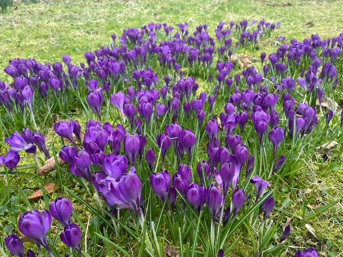 Wonderful to see colour arriving to the gardens 🌸🌻🌼🌿 #springhassprung #comevisit #irishnationalstudandgardens