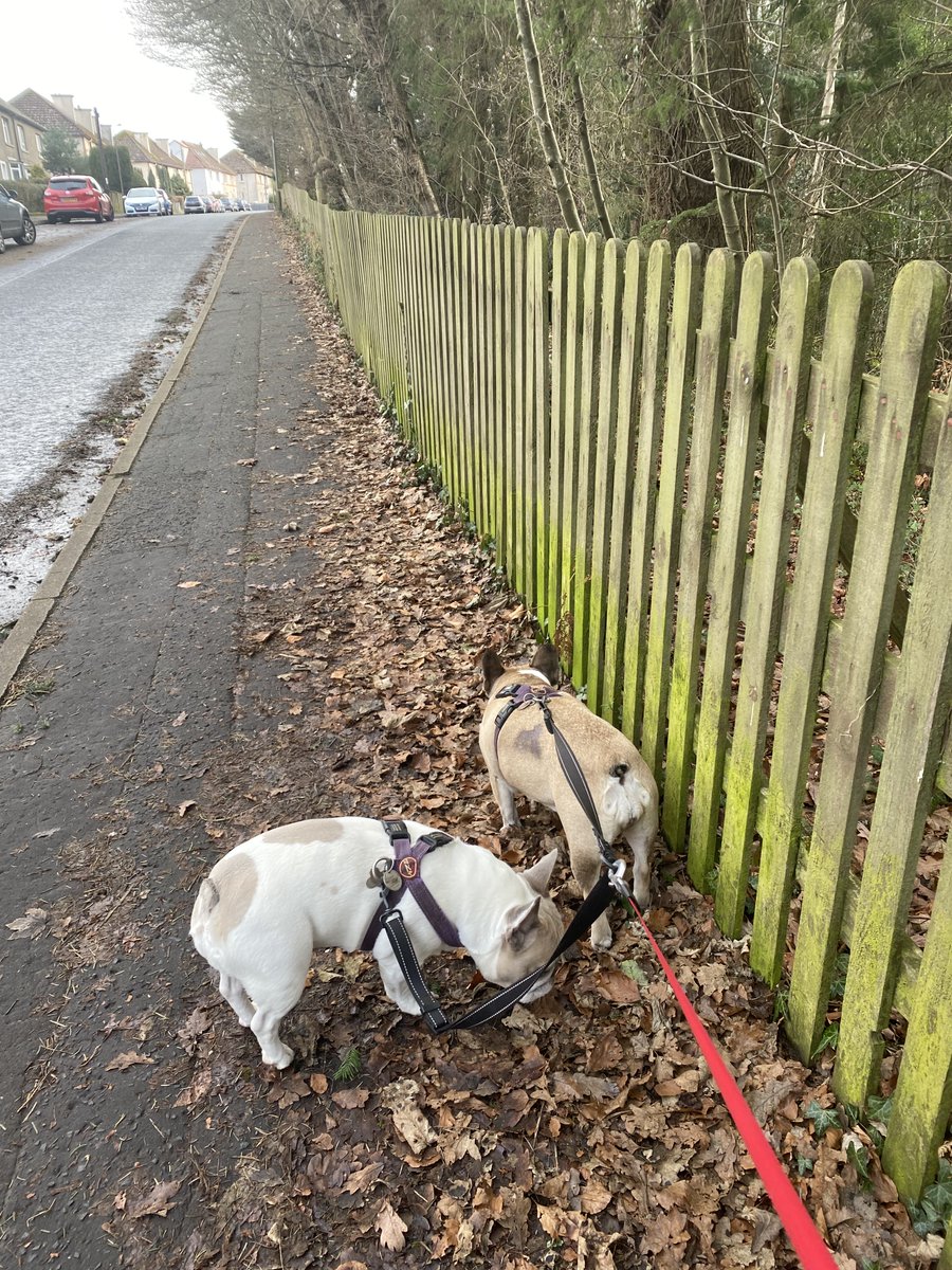 I've come to the conclusion that this fence near our house is the dog equivalent of social media. They stop and check (sniff) each and every blooming post. It is taking ages to get out and back from the walk 😕😂 #FamilyStuff #FosterFamilies