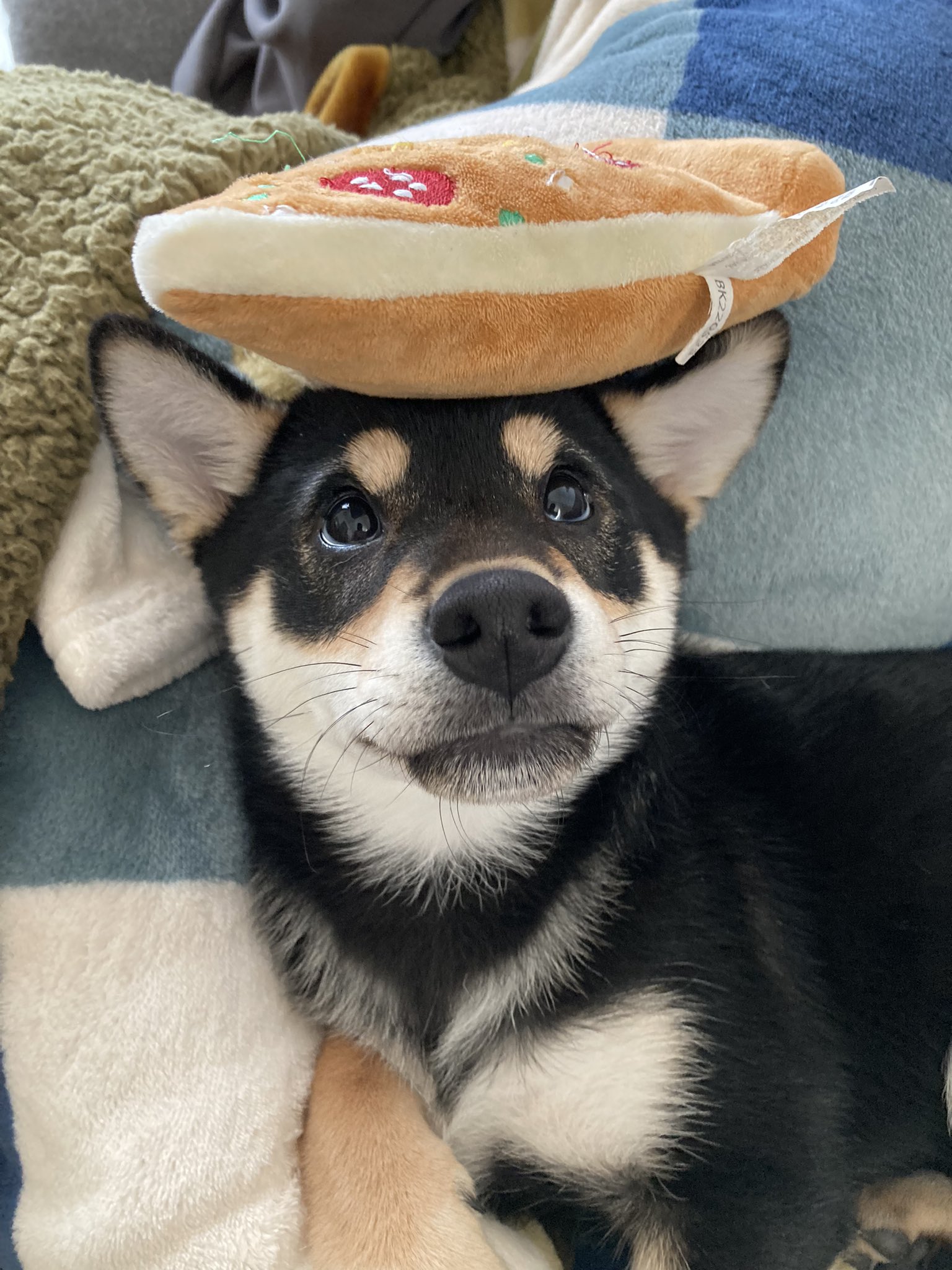 どんぐり黒柴 (@kuroshiba0220) / X