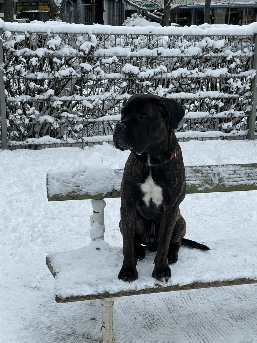 JaniSuonpera's tweet photo. ”Onneksi on pakkanen & lunta, koirapuistot ei ole kuraisia”
”Hyvä, että sulaa, ratsastuskenttä ei ole jäinen”
❄️🌨☃️🐾🧲🐎 Vaikea valita, mikään ei kelpaa 🙃😅 #talvi #finnishproblems https://t.co/Eer9Y49xwY