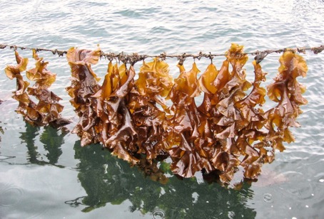 UN_Ozeandekade's tweet photo. #Makroalgen – #vielseitig und #gesund
https://t.co/SjO4Nlz70x
https://t.co/YHsLh1HxSJ
https://t.co/BIekcUNm06
#Instagram: #oceanwell.#oceanbasis und #meeresgarten.#oceanbasis
Bild: #Zuckertang aus der #Algenfarm in der #Kieler #Förde (Foto: Ocean Basis) https://t.co/A4NDYTmdBn
