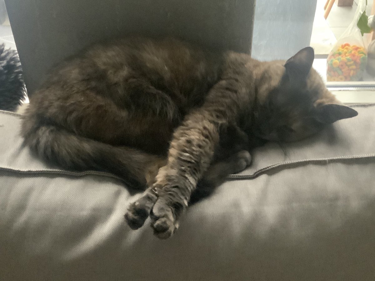 RubyVenna's tweet photo. MY CAT JUST CAME DOWNSTAIRS TO GIVE ME MY LOST HAIRBAND I LOVE HER SO MUCH OH MY GODDDD https://t.co/E682gh1DsP