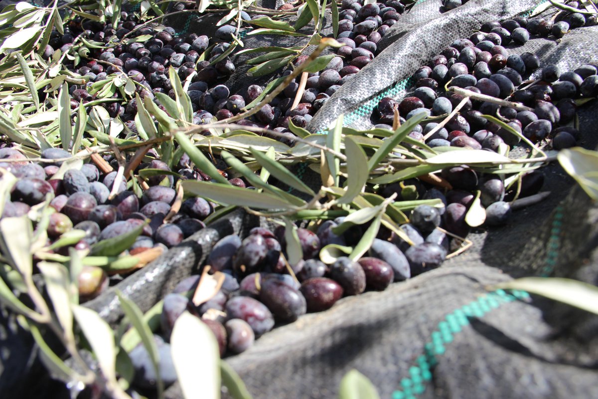 MedSNAIL tweet media